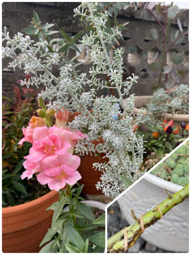 コチア ダイアモンドダストの投稿画像 By なおプさん 月12月19日 Greensnap グリーンスナップ