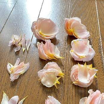 いい香り,花のある暮らし,真宙 バラ,私の真宙,部屋の画像