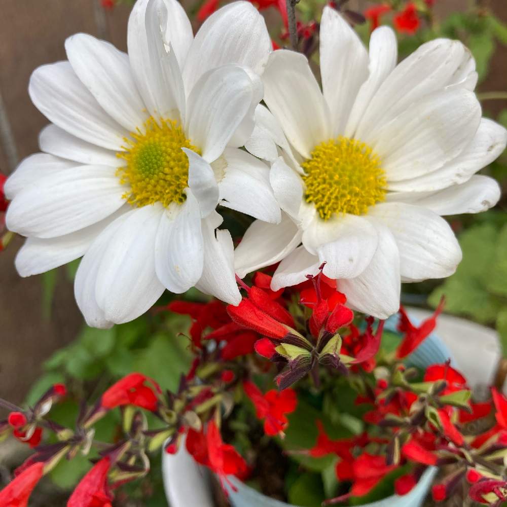 可愛い の投稿画像 By 里はんさん 花の輝き と可愛いお花とおうち園芸とコロナに負けないでとスマホで撮影と綺麗 とありのままにと白と赤の煌めき 月12月19日 Greensnap グリーンスナップ