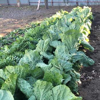 白菜の畑の投稿画像一覧 Greensnap グリーンスナップ