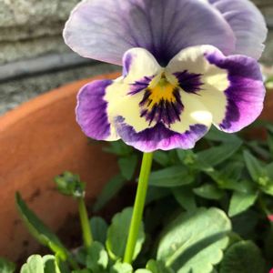 パンジー ジョリーアンジュ,☆パンジー,おうち園芸,パンジージョリーアンジュの花,エントランスの画像
