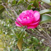 サザンカの画像