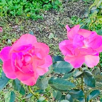 ピンクかわいいの投稿画像一覧 Greensnap グリーンスナップ