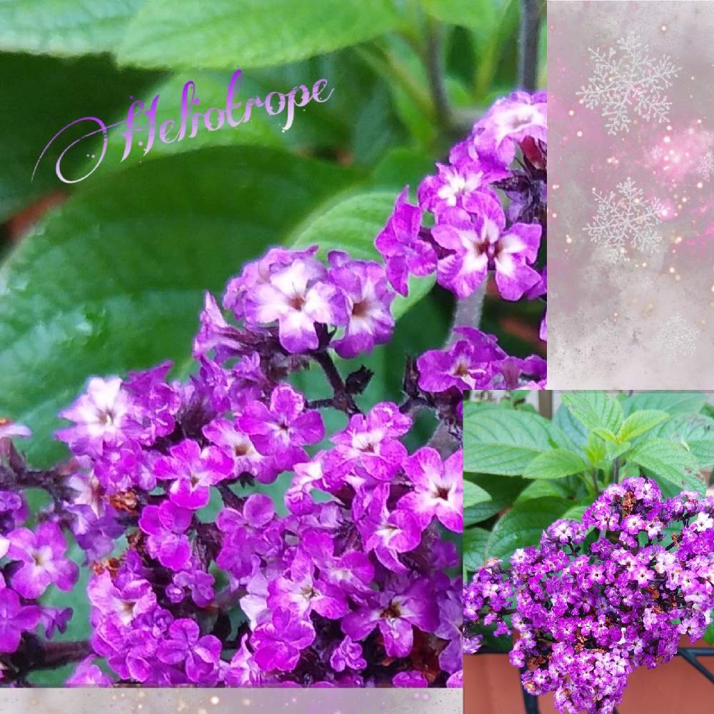 ヘリオトロープの投稿画像 By すみれさん 植物のある暮らしとおうち園芸と今日のお花と素敵な色と綺麗な色 と花のある暮らしとgreen Loveとハーブはーぶ 月12月19日 Greensnap グリーンスナップ ヘリオトロープの投稿画像 By すみれさん 植物のある暮らしとおうち園芸と今日のお花と素敵な色と綺麗な色 と花のある暮らしとgreen Loveとハーブはーぶ 月12月19日 Greensnap グリーンスナップ