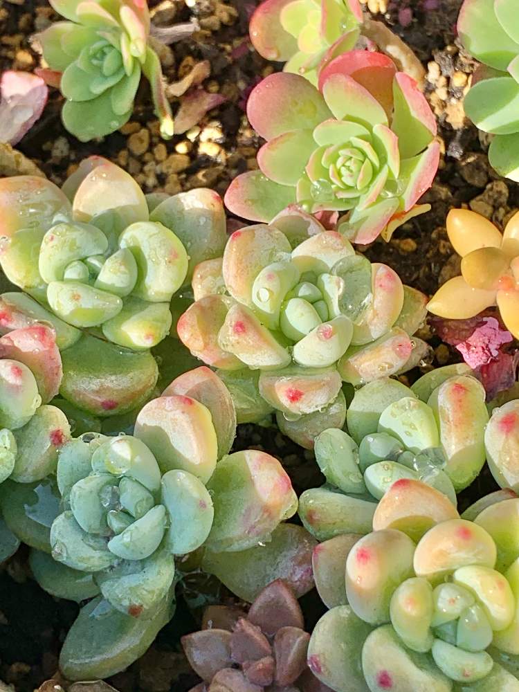 薄化粧の投稿画像 By Kanoさん ロッティと多肉植物と水やりと癒しと好き と紅葉 こうよう と小さな幸せ と心ときめく とかわいいとかわいいな と素敵 月12月19日 Greensnap グリーンスナップ