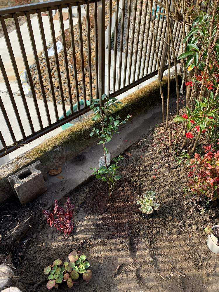 ブルーベリーの記録 ラビットアイ系 Greensnap グリーンスナップ ブルーベリーの記録 ラビットアイ系 Greensnap グリーンスナップ