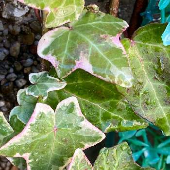 紅葉するヘデラの投稿画像一覧 Greensnap グリーンスナップ 紅葉するヘデラの投稿画像一覧 Greensnap グリーンスナップ