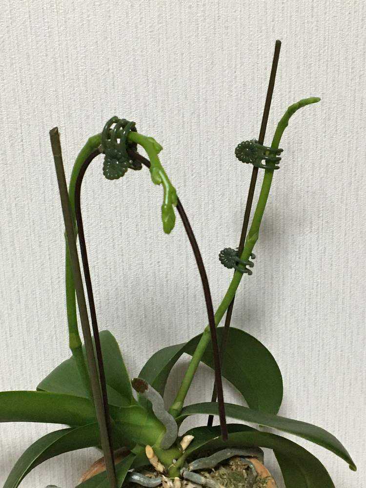 胡蝶蘭の花茎の整え方 花芽が2つの場合 白 Greensnap グリーンスナップ