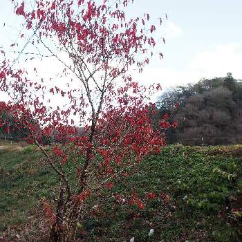 紅葉した葉っぱの画像 by 百日紅さん | お出かけ先と紅葉した葉っぱと里山と土曜の土手の日