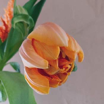 オレンジのチューリップの投稿画像一覧 Greensnap グリーンスナップ