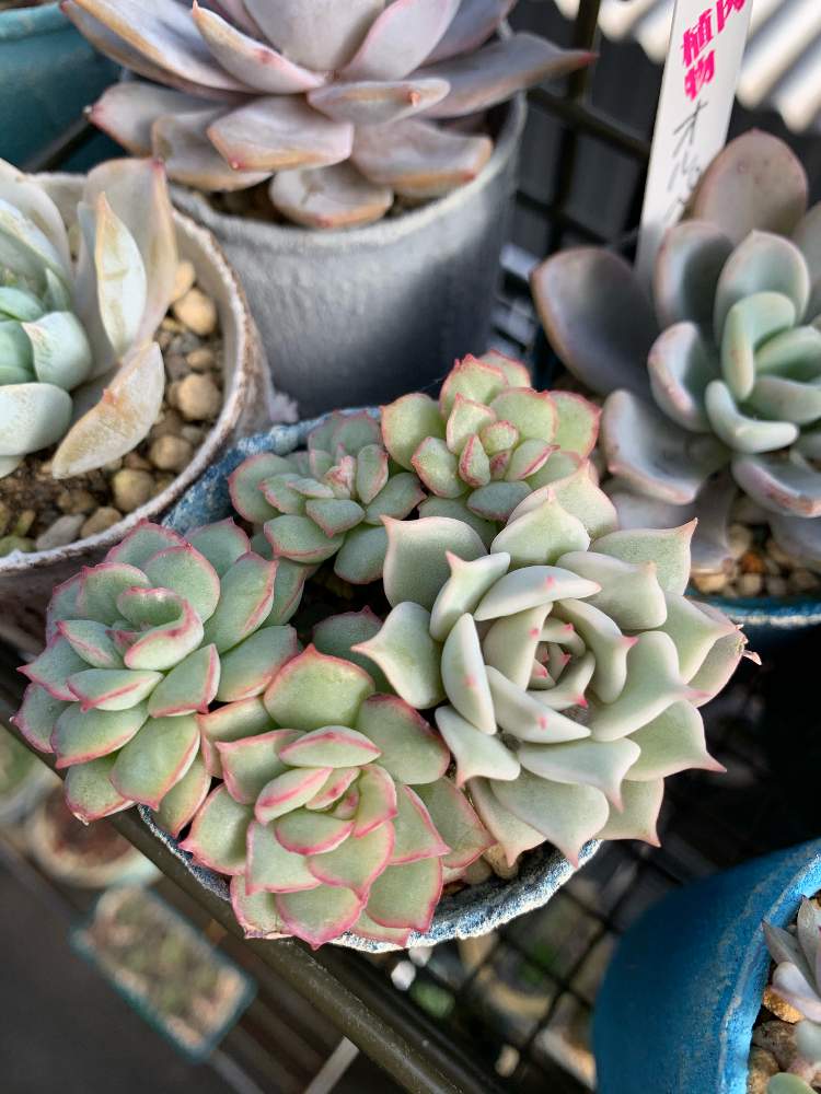 ローラとムーンガドニスの投稿画像 By Jushiさん 多肉植物と可愛くなぁれとタニパトと 多肉いろいろとリメ缶とがんばれ がんばれ と多肉大好きと ローラ と多肉のある暮らしとおうち園芸とありがとうと可愛い と多肉バカとエケベリア属とﾑｰﾝｶﾞﾄﾞﾆｽと多肉棚と葉挿し