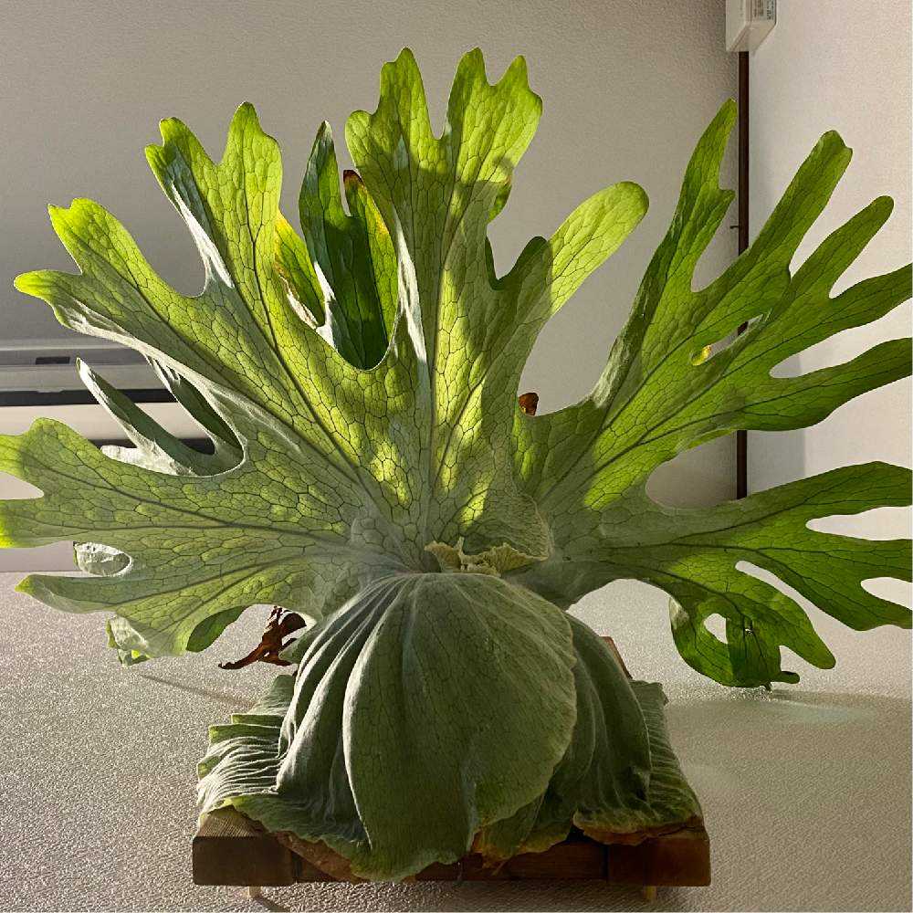 P. superbum ☆ 成長記録 2021.9.28 🔚｜🍀GreenSnap（グリーンスナップ）