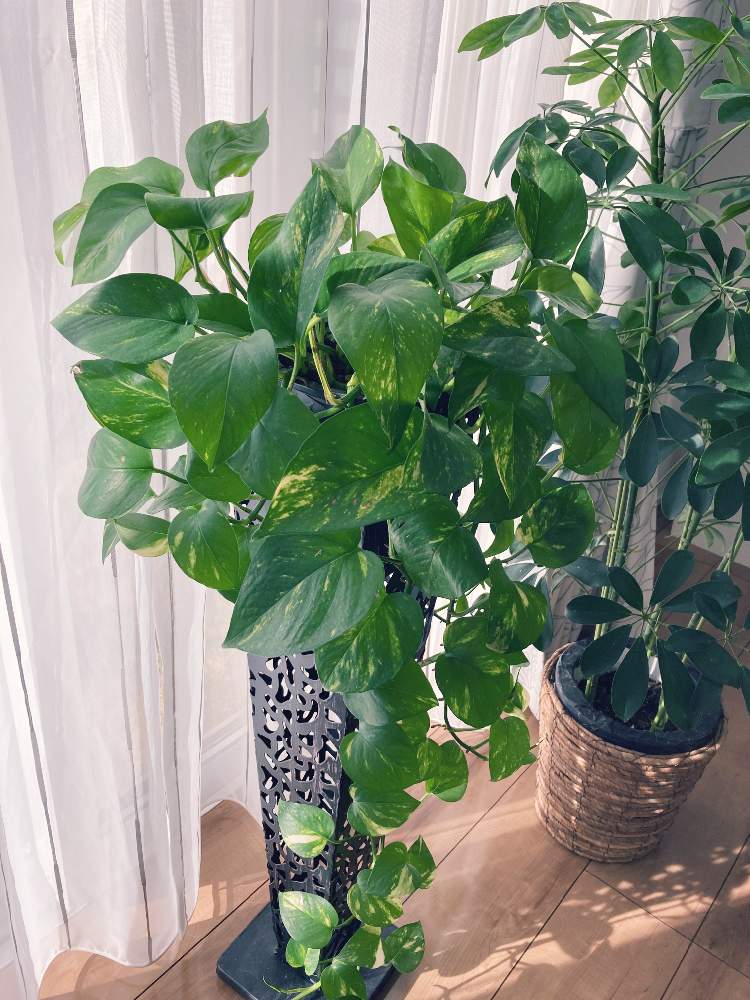 シェフレラの投稿画像 By Nezukoさん ポトスと観葉植物と家の中の癒しとおうち園芸と太陽の光を浴びてと日向ぼっことグリーン 月12月19日 Greensnap グリーンスナップ