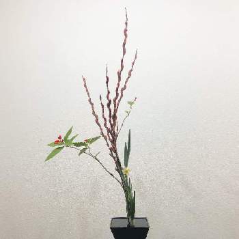 赤芽柳の画像 by take4さん | 千両と日本水仙と赤芽柳と生花といけばなと日本水仙の花と生花(しょうか)と生け花