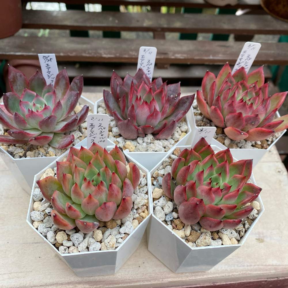 多肉植物 エアーマジック ♡シナモン♡ 多肉植物 エアーマジック ♡シナモン♡