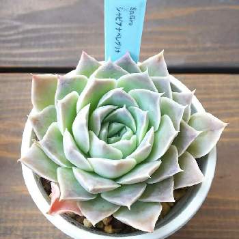 岡山多肉の投稿画像一覧 Greensnap グリーンスナップ