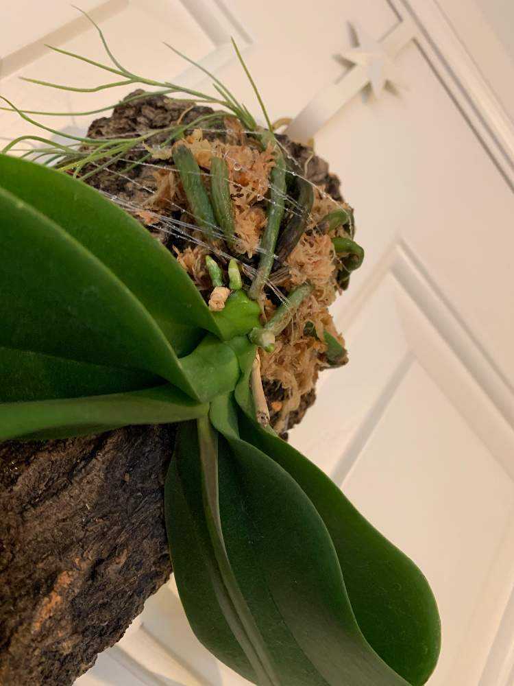 トライアル】マイクロ胡蝶蘭のコルク着生｜🍀GreenSnap（グリーン