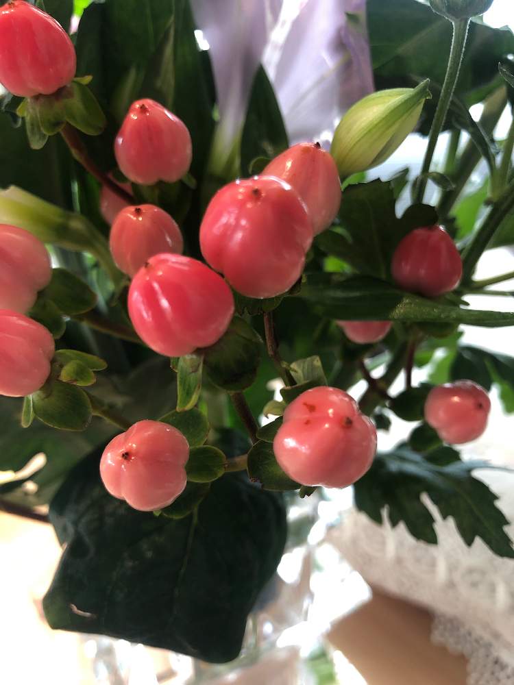 マサキの投稿画像 By よぴやさん 月12月日 Greensnap グリーンスナップ