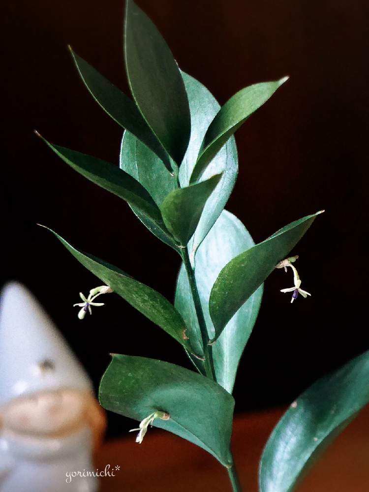 ルスカスの投稿画像 By Yorimichi さん 花のある暮らしとキレイな葉っぱと植物の不思議とちいさな花 月12月日 Greensnap グリーンスナップ