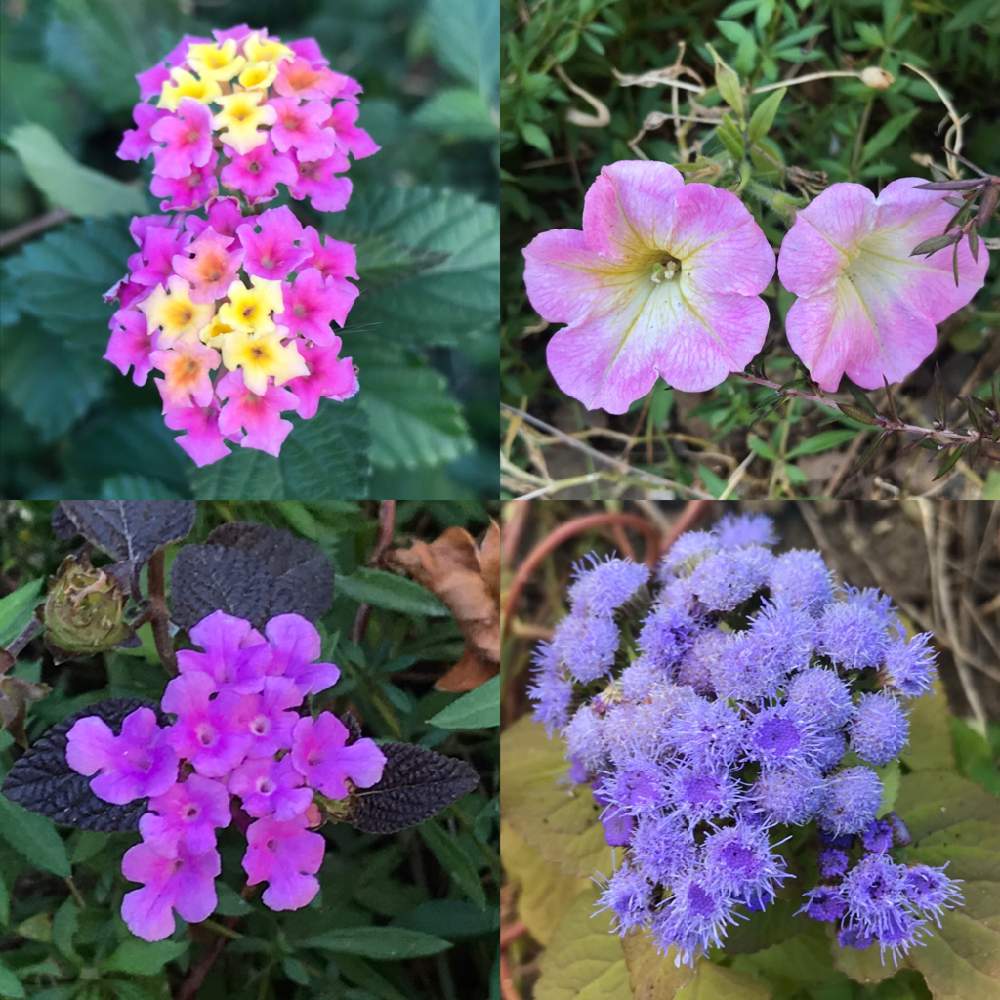アゲラタムの投稿画像 By Xxさん ペチュニアとランタナとコバノランタナ 月12月日 Greensnap グリーンスナップ