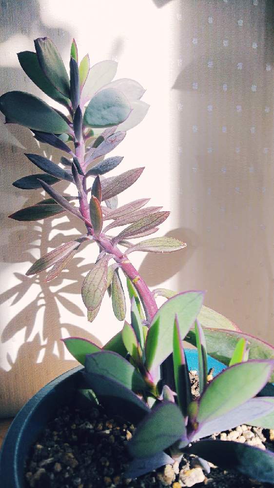 多肉植物の投稿画像 By Tomopiさん 朝陽と紅葉 こうよう 月12月日 Greensnap グリーンスナップ