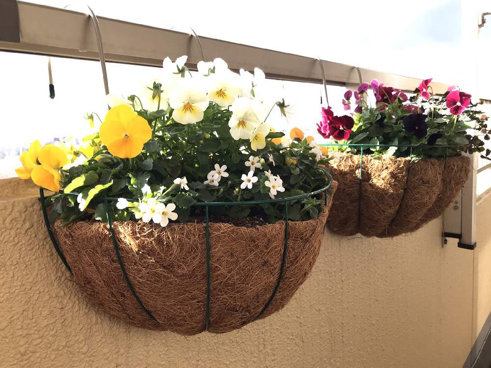 ベランダガーデニングの投稿画像 By Natsuさん ハンギングと パンジー ビオラ寄植えフォトコンテスト Cainzとベランダガーデニングと ハンギングと パンジー ビオラ寄植えフォトコンテスト Cainz 月12月日 Greensnap グリーンスナップ Greensnap