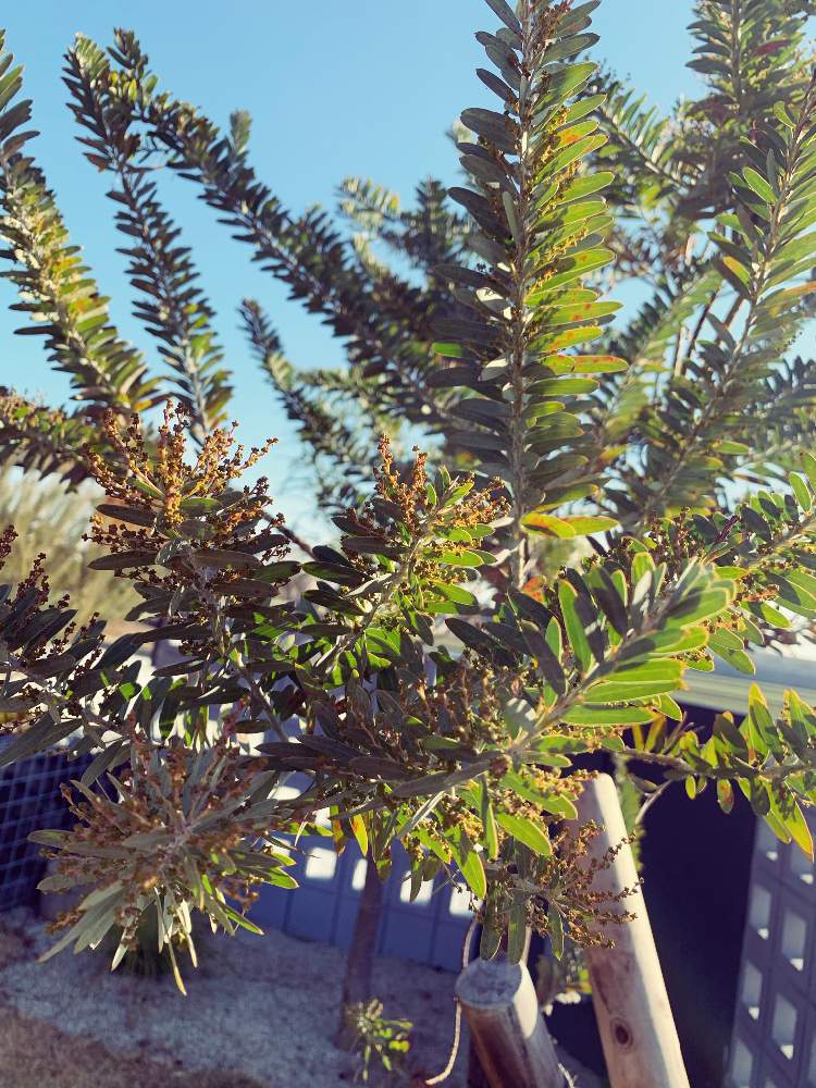 ミモザアカシア ブルーブッシュの投稿画像 By ボーダーさん オージープランツ 庭とミモザのつぼみとネイティブプランツとインテリアとお花と花のある暮らしとオージー好きと休日の庭パトロール 月12月日 Greensnap グリーンスナップ