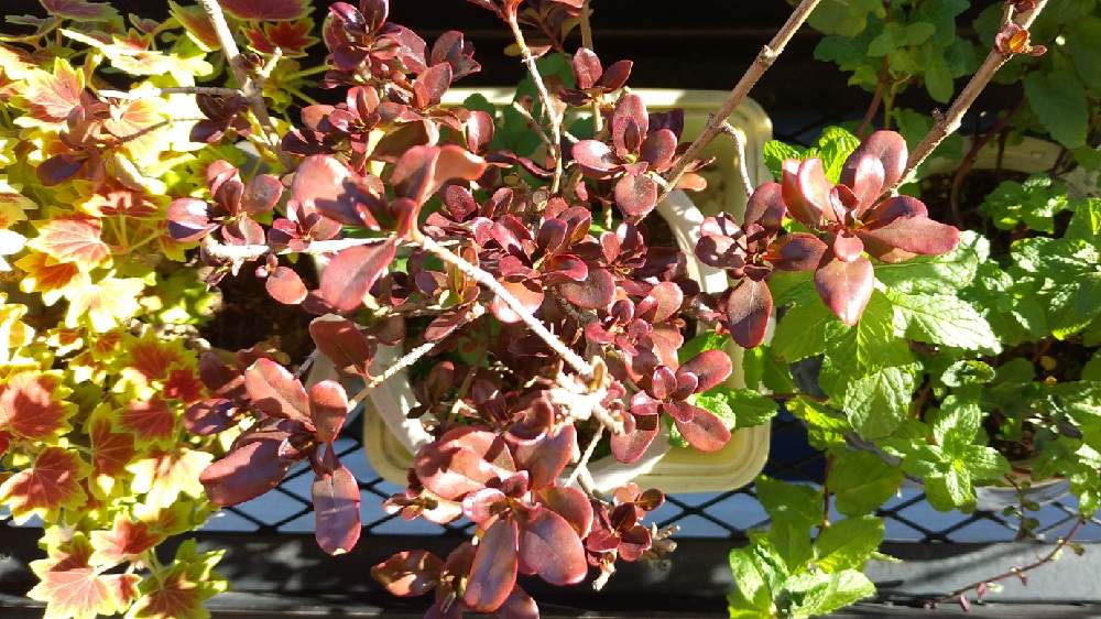 ペパーミントの投稿画像 By アランの母さん コプロスマコーヒーとモミジバゼラニウムと庭木 月12月日 Greensnap グリーンスナップ