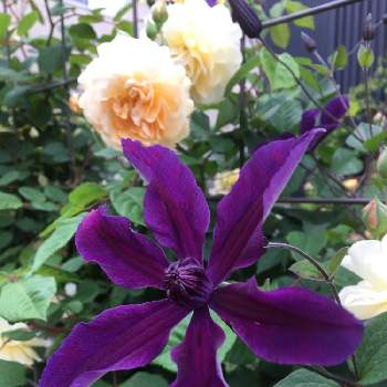 クレマチス アフロディーテエレガフミナの投稿画像一覧 Greensnap グリーンスナップ