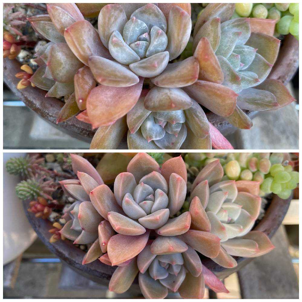 ピンクプリティの投稿画像 By かぢゅさん 多肉の寄せ植えと寄せ植えと神奈川タニラーと放置多肉と雨ざらしとおうち園芸と多肉沼にどっぷり浸かり中と多肉女子と初心者タニラーと僕を忘れないでね と初心者タニラーと一緒に学ぼう 月12月日 Greensnap