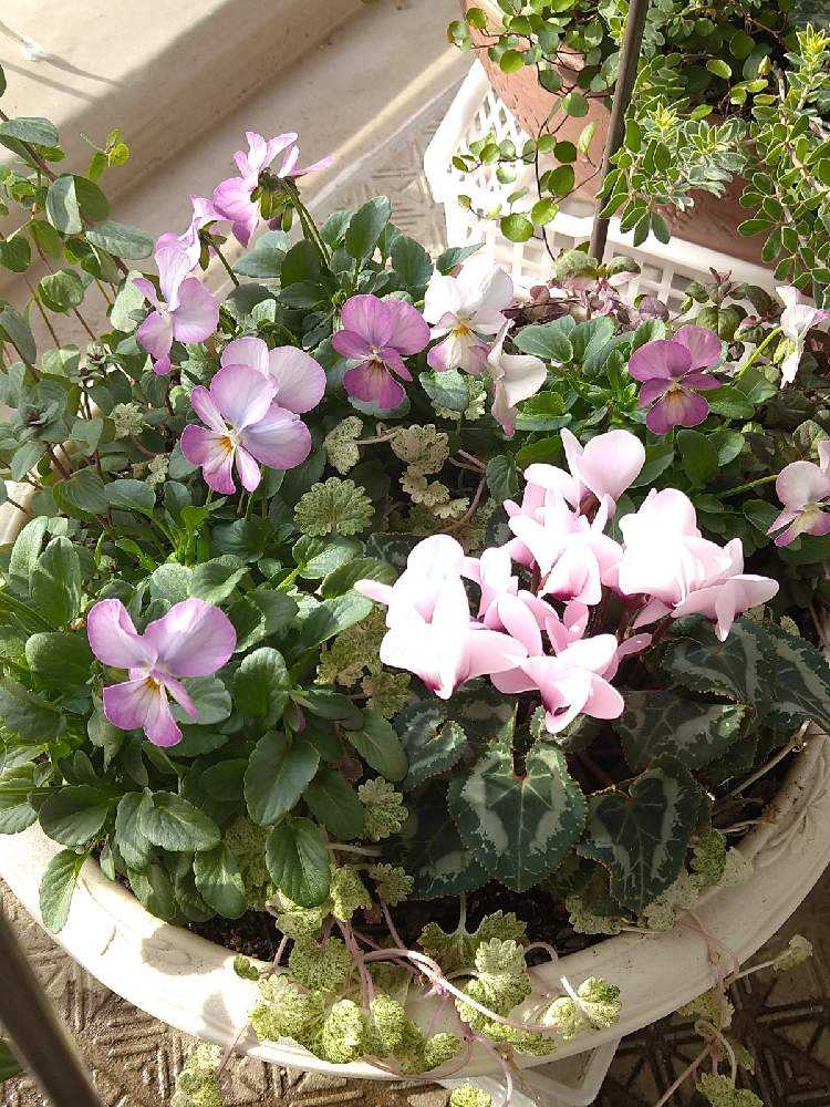 ビビ ピンクアンティークの寄せ植え Greensnap グリーンスナップ