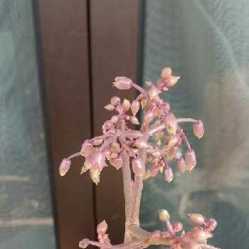 セイロンベンケイソウの育て方 Greensnap グリーンスナップ