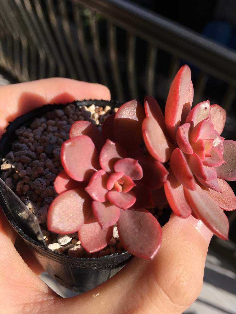 多肉植物ノーブルレッド錦抜き苗