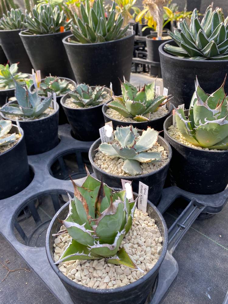 アガベの投稿画像 By マリモさん Sabo Sabo Store 月12月日 Greensnap グリーンスナップ