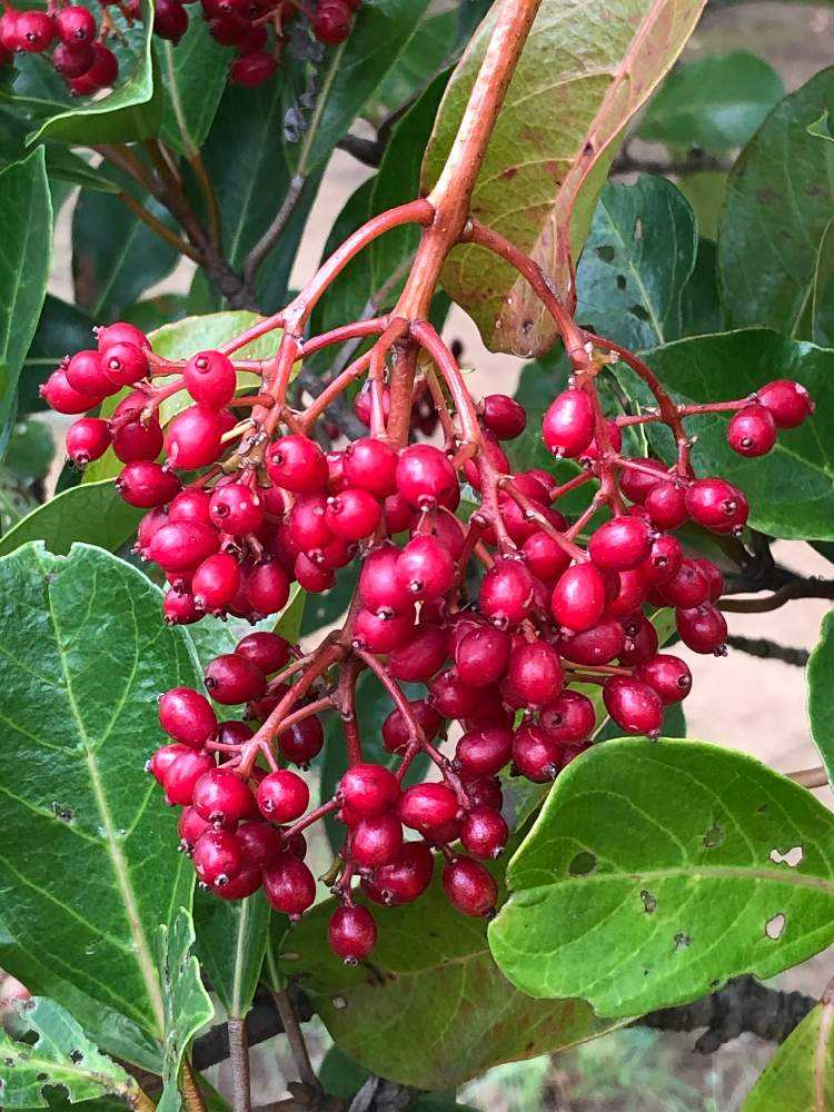 赤い実を集めてみました Greensnap グリーンスナップ