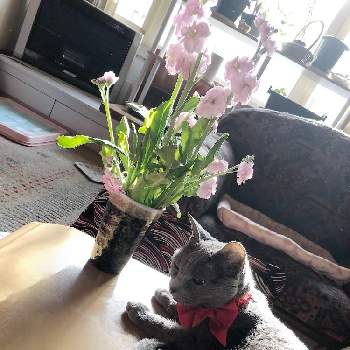猫とストックの花の投稿画像一覧 Greensnap グリーンスナップ 猫とストックの花の投稿画像一覧 Greensnap グリーンスナップ