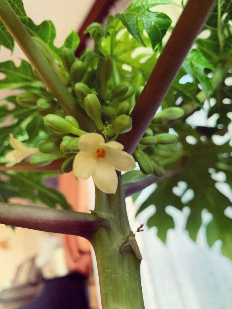 パパイヤベニテングの投稿画像 By 具具さん 部屋とパパイヤのオス花とパパイヤのオス花 月12月日 Greensnap グリーンスナップ Greensnap グリーンスナップ