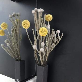 ゴールドスティックの画像 by Teeflowerさん | インテリアとゴールドスティックとシルバーブルニアとお部屋と観葉植物-2020