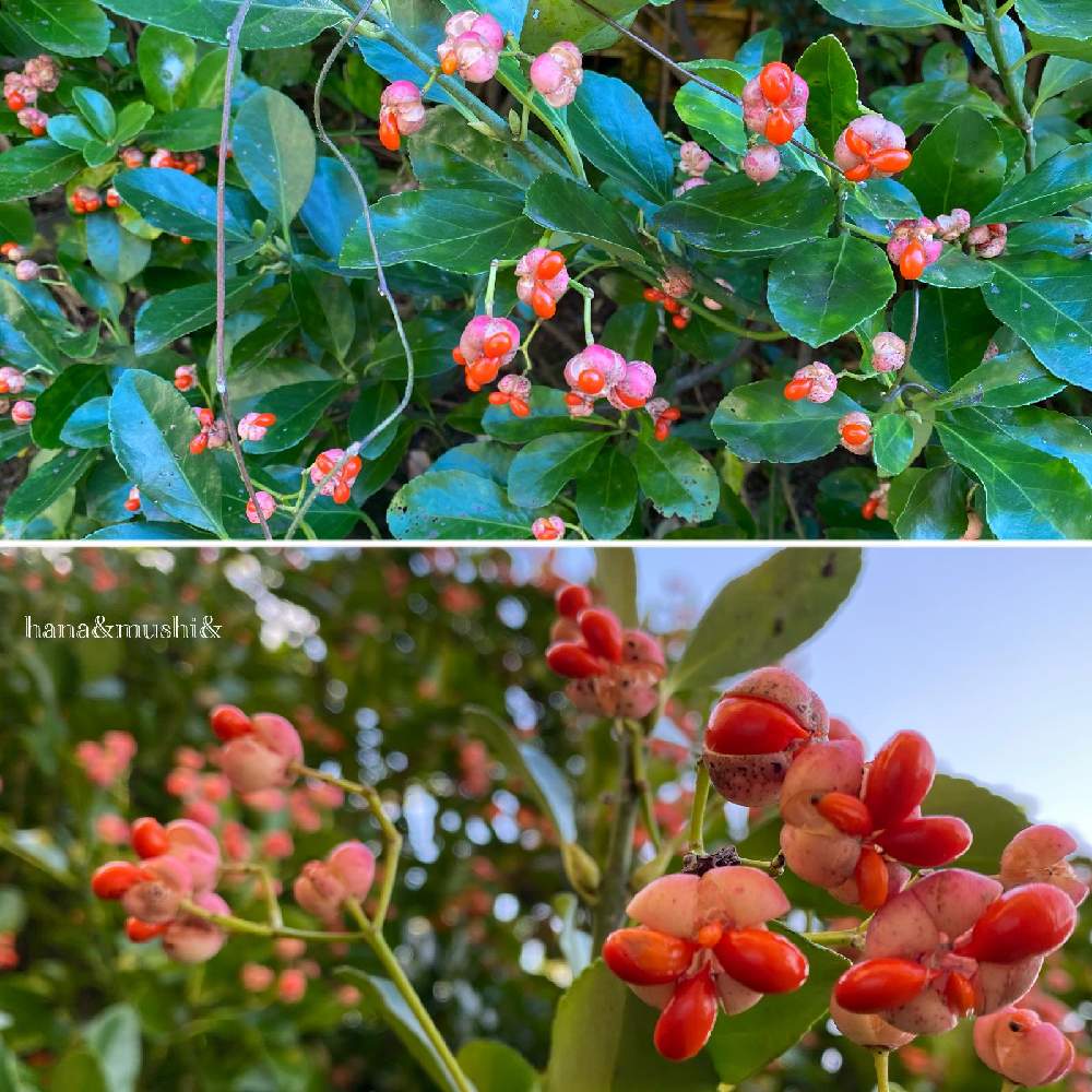 マサキの投稿画像 By 花と虫と風と空とさん お気に入りの場所と里山大好き協会と山野草大好き協会と花と虫ととサイクリング サイクリングと熊本大好き とi Love熊本 月12月日 Greensnap グリーンスナップ