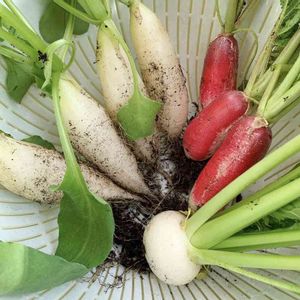 紅白はつか大根,時なし小かぶ,はつか大根ミニこまち,成長中,冬野菜の画像