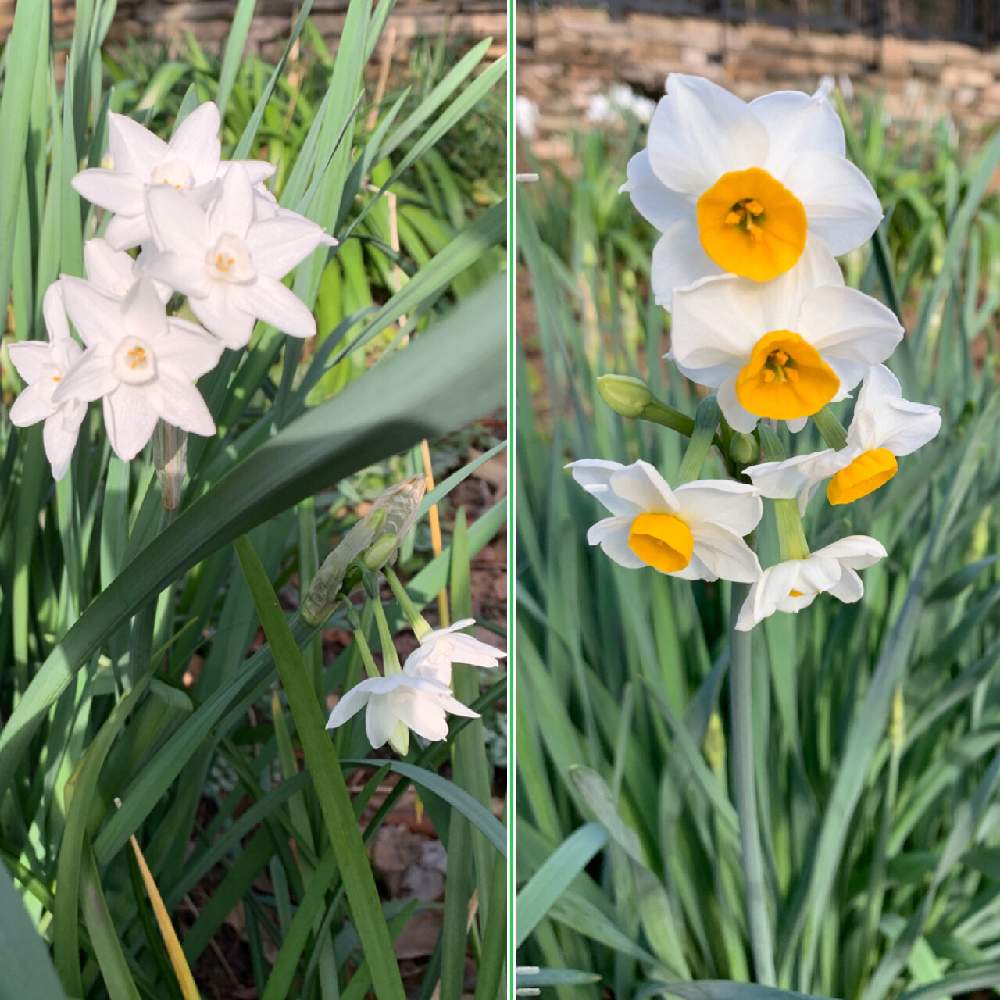 ニホンスイセン 日本水仙 の投稿画像 By カタバミさん ペーパーホワイト 白花水仙 月12月日 Greensnap グリーンスナップ