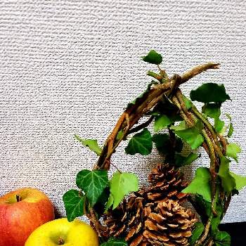 つた 蔦の画像 by so.raさん | デスクとつた 蔦と初冬