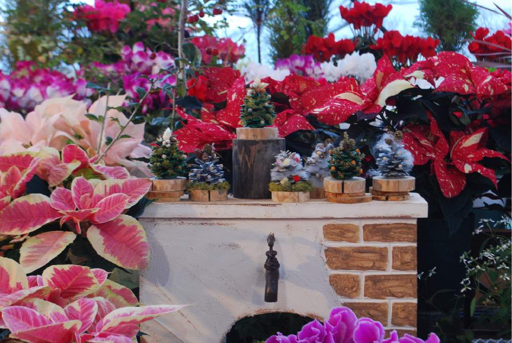 シクラメンの投稿画像 By Heathさん ポインセチアとカラーリーフと木の実といくとぴあ食花とピンク ピンクと赤い葉っぱとクリスマス 月12月日 Greensnap グリーンスナップ