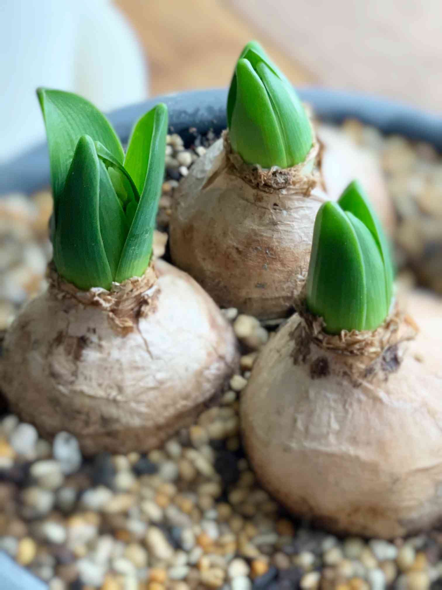 芽だしヒヤシンスの鉢植え栽培｜🍀GreenSnap（グリーンスナップ）