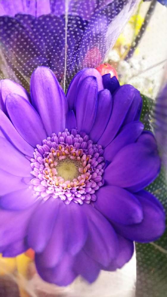 ガーベラの投稿画像 By すずさん 切り花と紫の花と切り花と紫の花 月12月日 Greensnap グリーンスナップ Greensnap グリーンスナップ