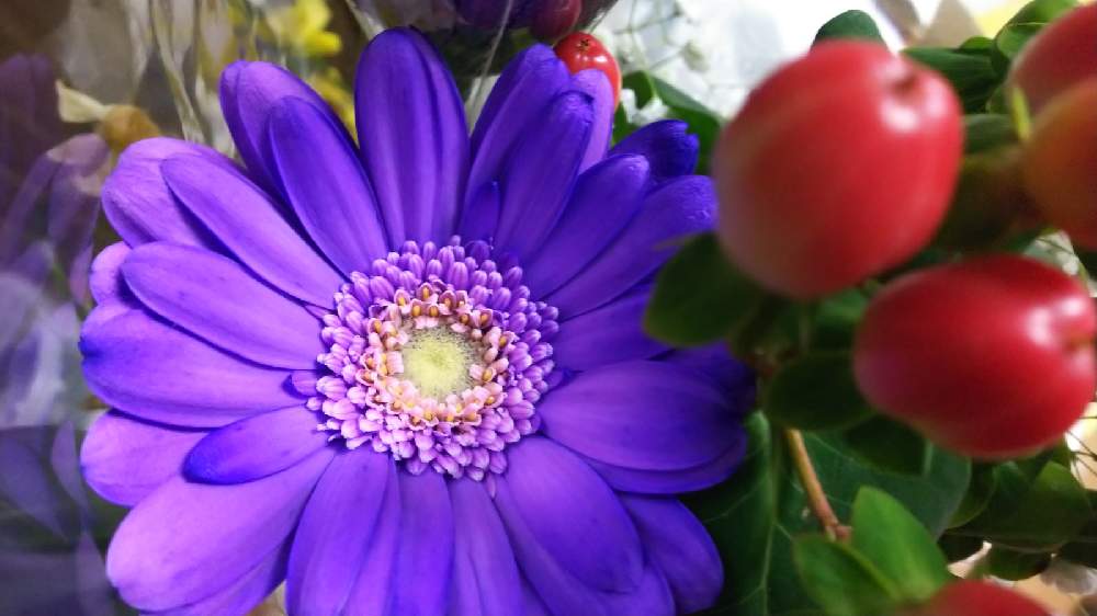 ガーベラの投稿画像 By すずさん ヒペリカムと切り花と紫の花と鮮やか と実 み 月12月日 Greensnap グリーンスナップ