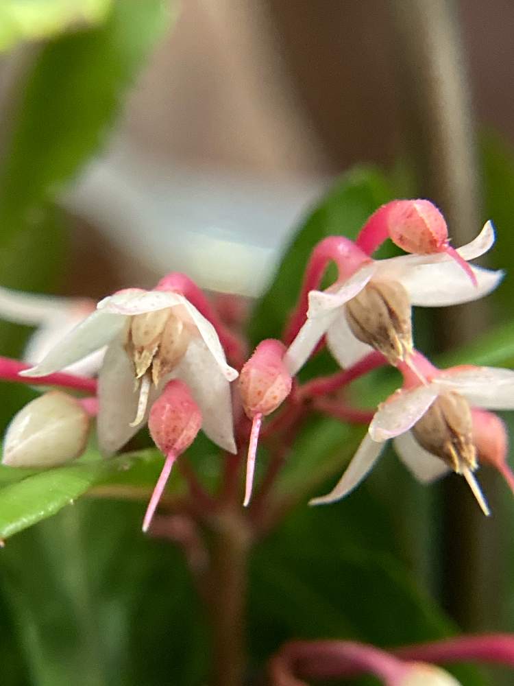 ヤブコウジの投稿画像 By ヨッシーさん 月12月日 Greensnap グリーンスナップ