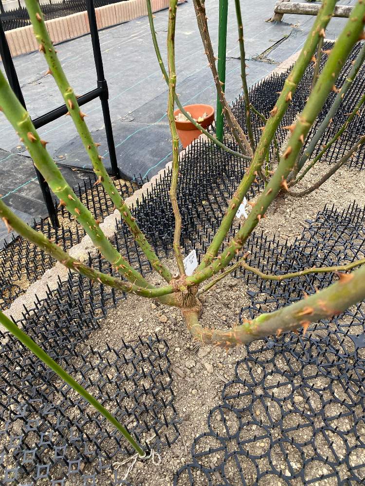 ピエールさん移植 Greensnap グリーンスナップ