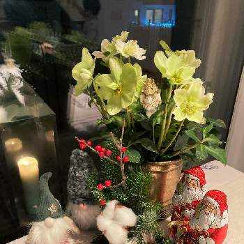 トムテの画像 by kananaさん | 窓辺とドイツと手作りとトムテと第4アドヴェントとバラと夢CLUBともみの木。とミュンヘンと クリスマスローズと花のある暮らしとくるみ割り人形