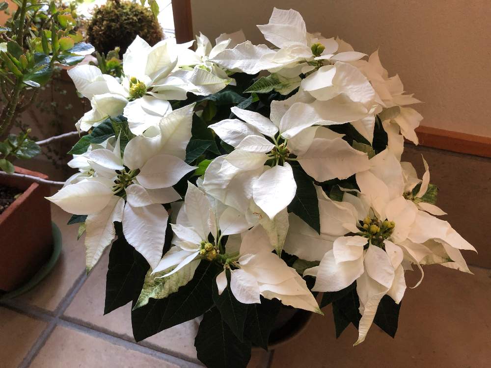 窓辺の投稿画像 By たなたなさん 観葉植物と鉢植えと白い花と季節の花と観葉植物と鉢植えと白い花と季節の花 月12月 21日 Greensnap グリーンスナップ Greensnap グリーンスナップ